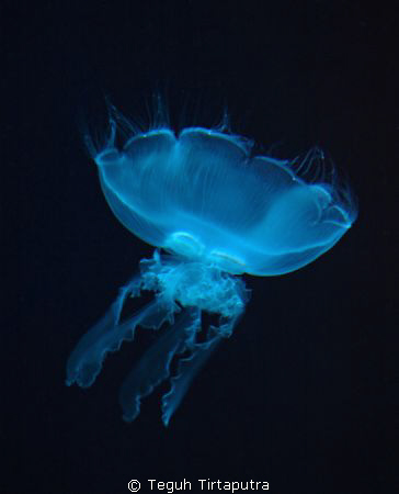 Jellyfish...captured at Phuket, Thailand by Teguh Tirtaputra 