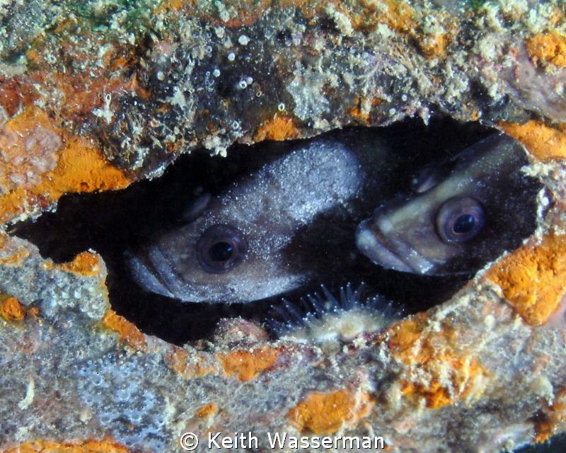 White Spotted Soapfish, South County Reef, Pinellas Count... by Keith Wasserman 