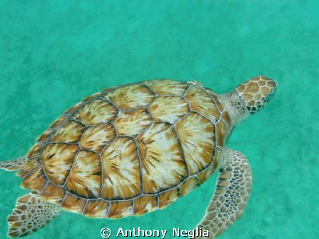 Picture of a Sea Turtle in Barbados July 2011.  This turt... by Anthony Neglia 