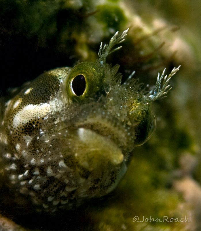 A little Secretary Blenny, Acanthemblemaria maria,  Tube ... by John Roach 