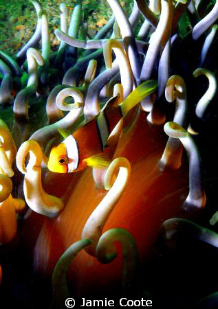 "Sai Kung wonders"
A Small clown fish doing its thing.
... by Jamie Coote 