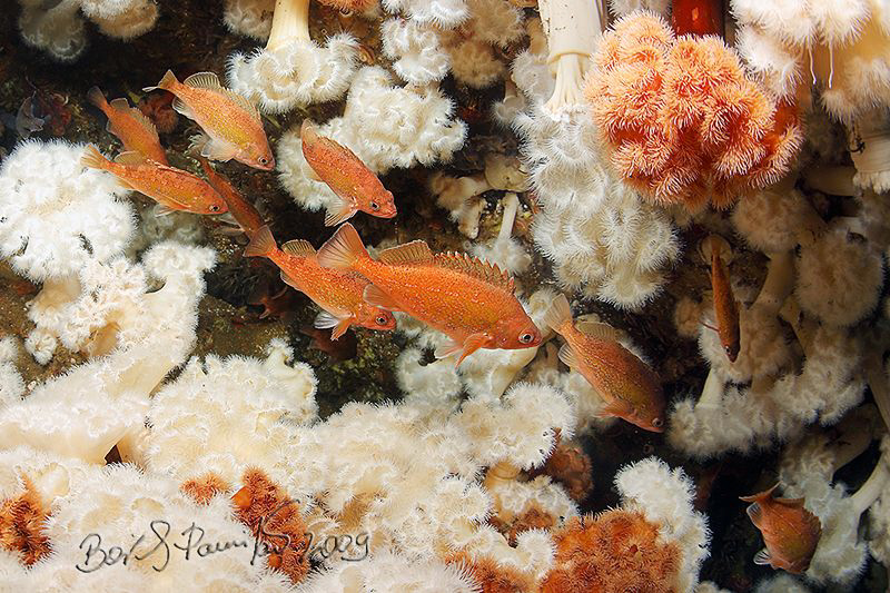 secret paths
/ Owston's rockfishes, Zubra reef vertex at... by Boris Pamikov 
