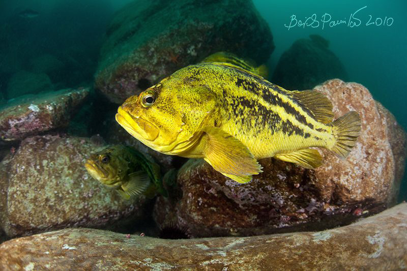 silent inhabitants of stone ruins of Petrova island II
/... by Boris Pamikov 