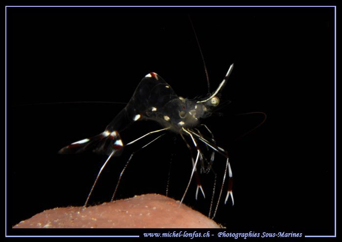 Little Shrimp... :O)... by Michel Lonfat 