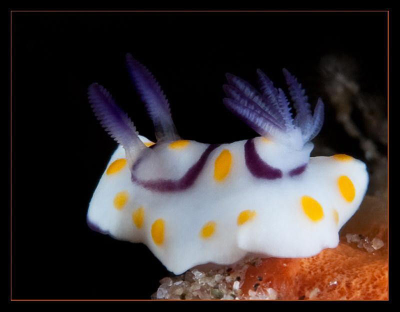 Chromodoris annulata by Charles Wright 
