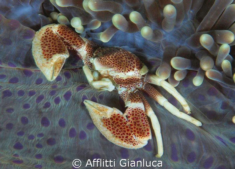 porcelain crab by Afflitti Gianluca 
