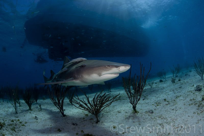 A lone Lemon shark circles under the Dolphin Dream by Stew Smith 