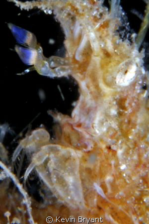 Decorator up close. Nearly four feet of viz at the bridge... by Kevin Bryant 