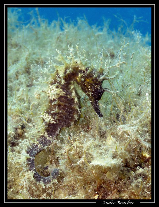 cheval de mer... by André Bruchez 