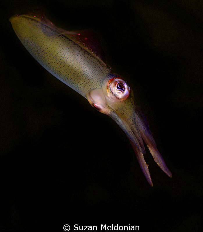 Prehistoric looking. Almost has a dolphin profile. by Suzan Meldonian 
