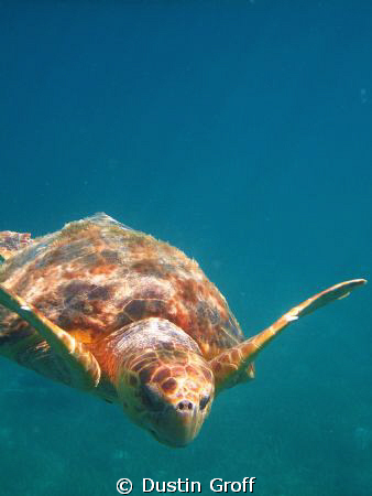 I made a new friend off the coast of Placencia, Belize. by Dustin Groff 
