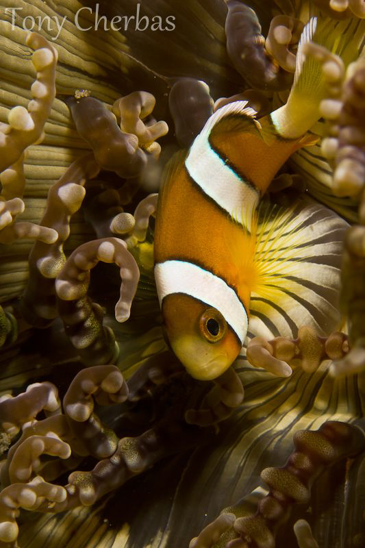 Blend in by Tony Cherbas 