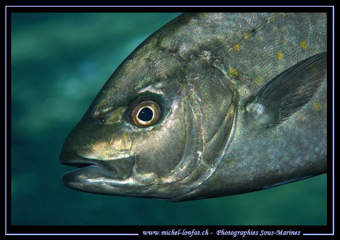Trevally Fish... :O)... by Michel Lonfat 