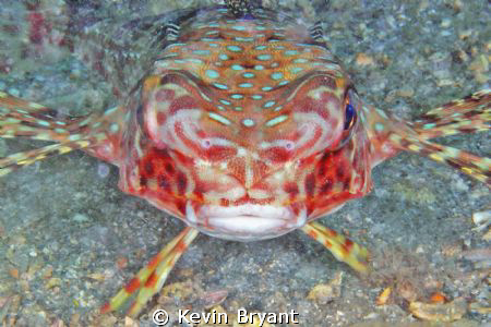 Flying Gurnard preparing to push back. by Kevin Bryant 