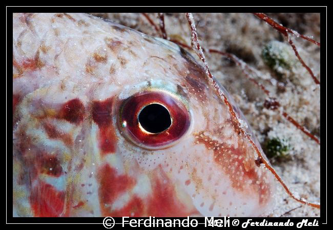 A fish sleep in the night. by Ferdinando Meli 