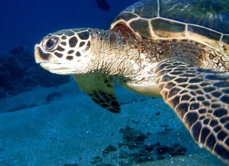 Found this swimmer in Maui. by David Spiel 