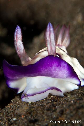 Nudi with my lens berried to get down low. by Graeme Cole 