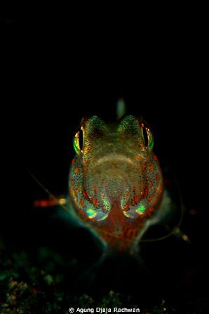 Colorful Goby .. by Agung Djaja Rachwan 