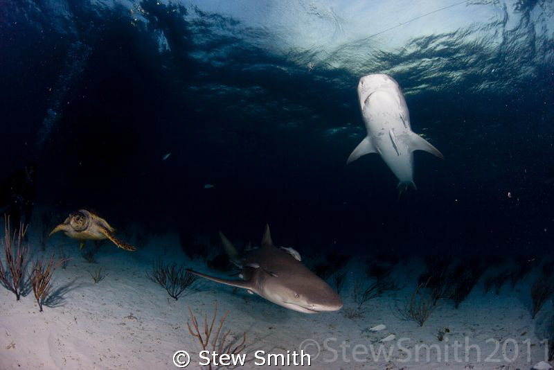 This isnt gonna win any competitions but nice to see a Tu... by Stew Smith 