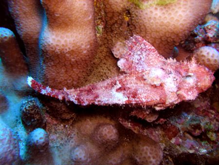 Rock Fish in Bora Bora by Justin Pfeifer 
