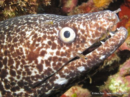 Black morray taken in the Cousteau Marine Park in Guadelo... by Alex Zeni 
