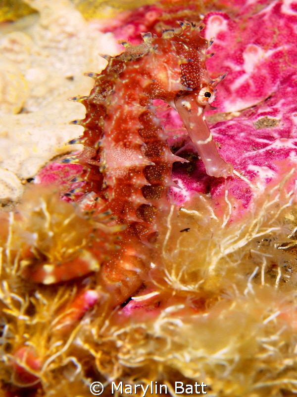 Thorney Seahorse by Marylin Batt 