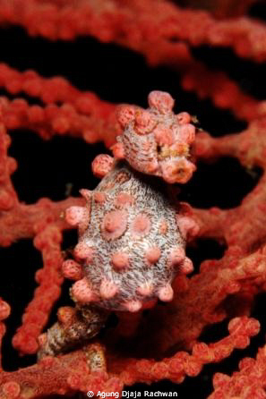 A pregnant Bargibanti Pygmy Seahorse ... by Agung Djaja Rachwan 