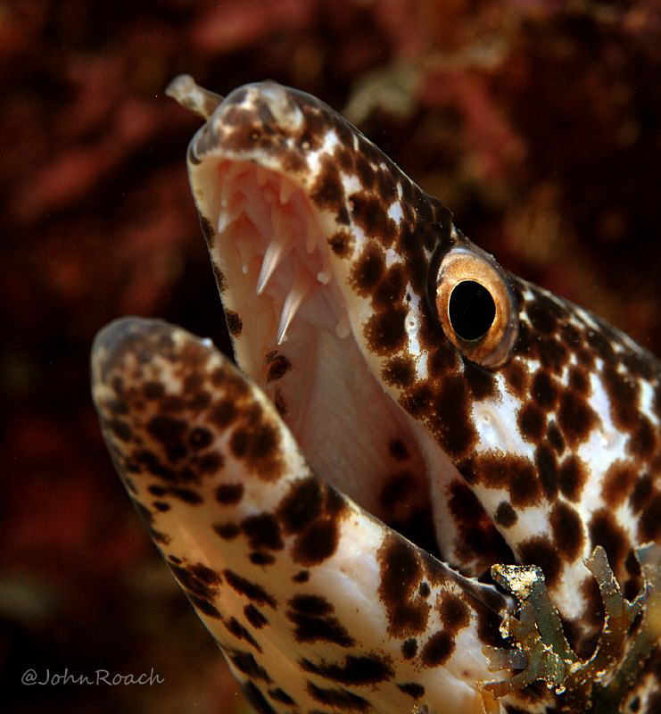 Spotted Moray  Gymnothorax moringa by John Roach 