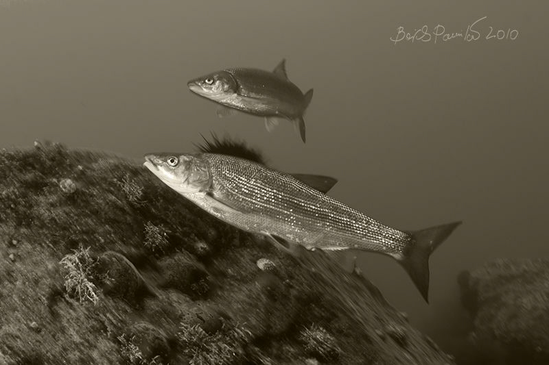 very dynamic fishes :)
/ Japanese dace
 by Boris Pamikov 