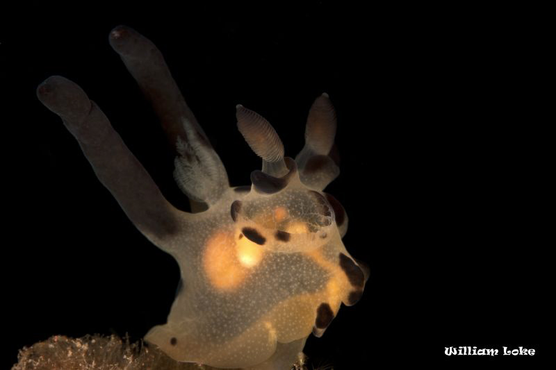 Thecacera sp. by William Loke 