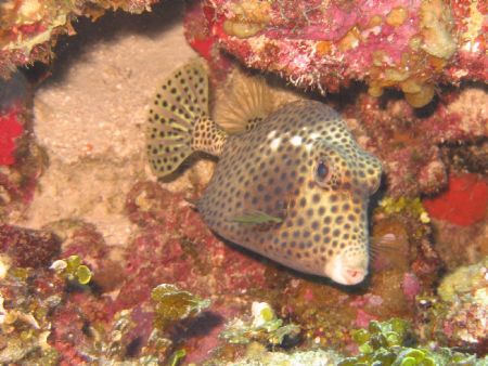 Trunkfish in Bonaire by Kelly N. Saunders 