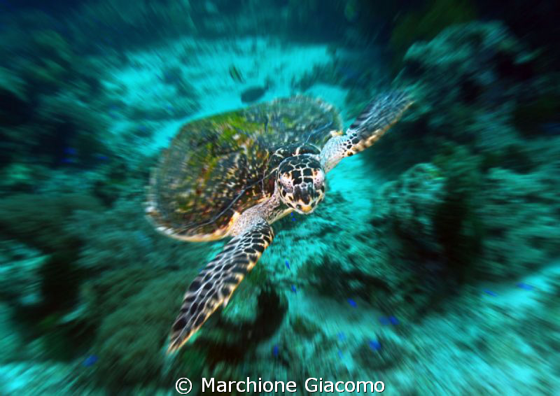 Nikon D200, 12-24nikon zoom,twin strobo
Apo Island by Marchione Giacomo 