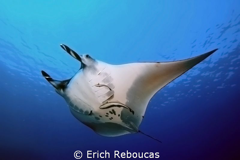 Manta cruising the blue by Erich Reboucas 
