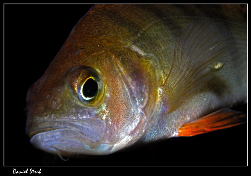 A pearch and parasites :-D by Daniel Strub 