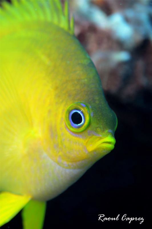 Hello yellow ! by Raoul Caprez 