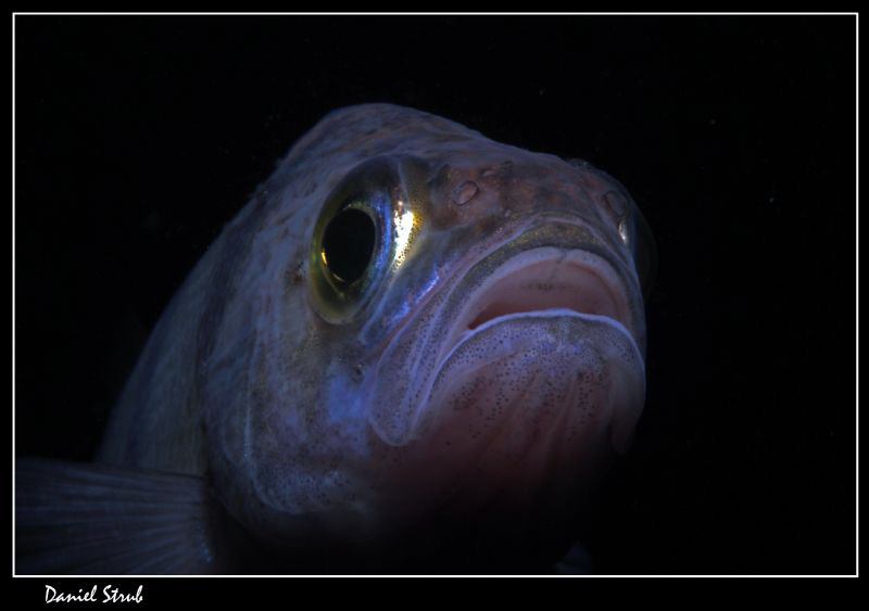 Close-up of a pearch :-D by Daniel Strub 