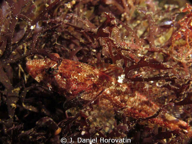 Padded Sculpin hiding in seaweed. by J. Daniel Horovatin 