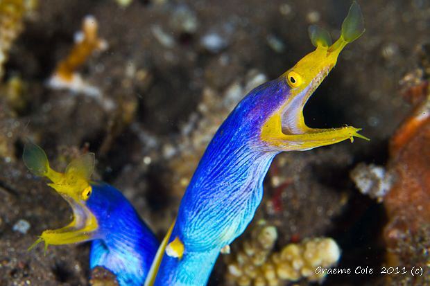 Twins by Graeme Cole 