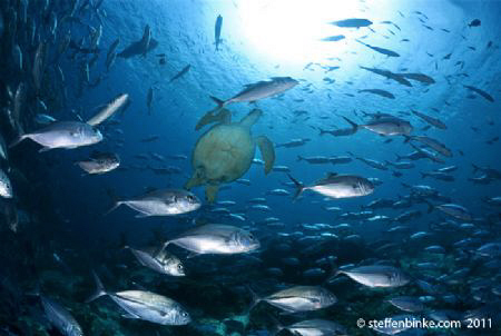 Green Seaturtle & Jackfish by Steffen Binke 