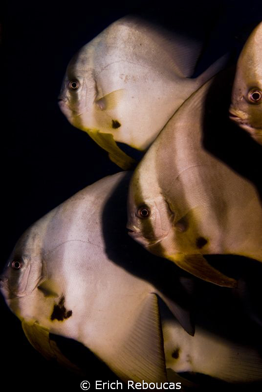 Bat-time for a Bat-family. 
The reason for the Macro-Clo... by Erich Reboucas 