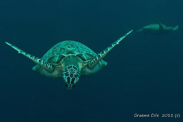 Turtles of Sipidan by Graeme Cole 