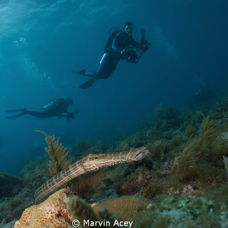 Cornet fish using a wide and Sony NEX5 during a photo cla... by Marvin Acey 
