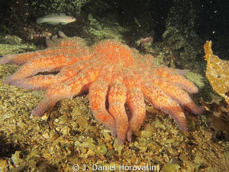 Sunflower Star with Blackeye Goby by J. Daniel Horovatin 