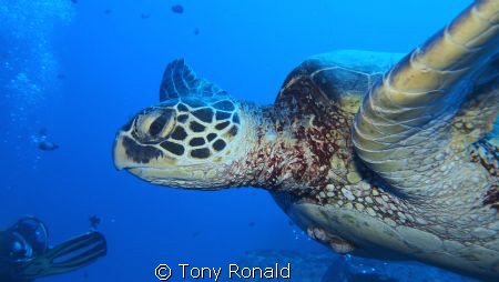 lovely Green Turtle in Oahu (Hawaii)
The eye is so human... by Tony Ronald 