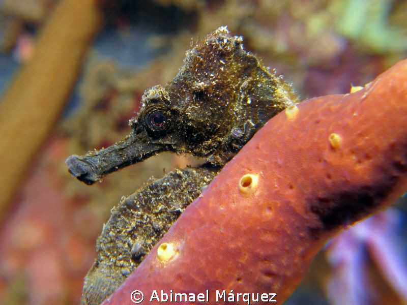 Seahorse profile by Abimael Márquez 