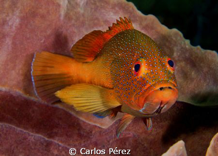 Grouper Encounter. This Red Coney looks so interest in my... by Carlos Pérez 