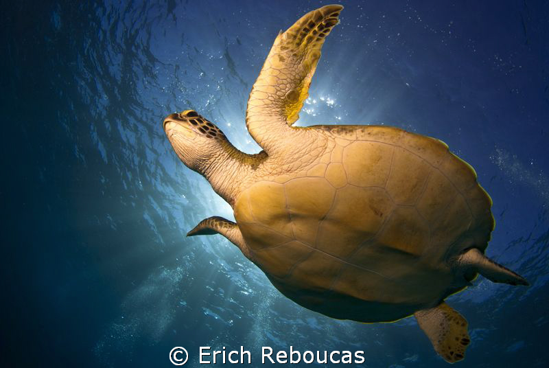 Green turtle and sunlight by Erich Reboucas 