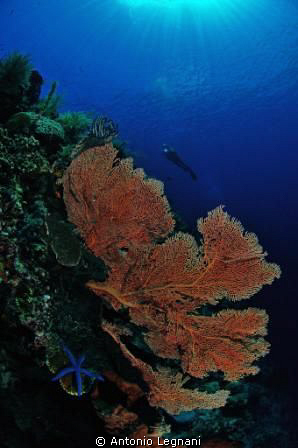 reefscape by Antonio Legnani 
