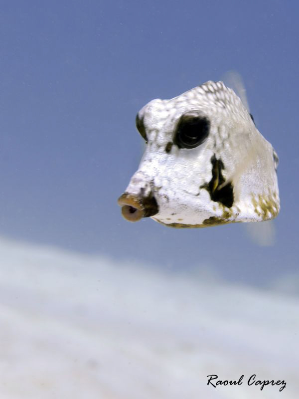 White encounter (Bonaire) by Raoul Caprez 