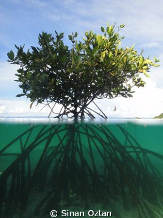 Tree of life ... (Underwater which I love most)   Hopeful... by Sinan Oztan 